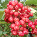 sichuan pepper red tea